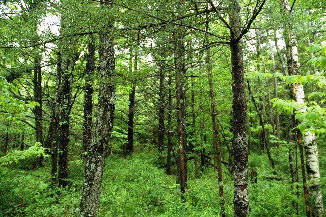 Off Summit Rd 14C5 Door County Inland Lots and Home Sites in Door County - Connie Erickson Real Estate